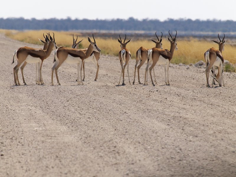 Etosha National Park, Springbok